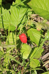 Fresh ripe forest strawberries grow in the forest on the background of green grass. Sweet red berries