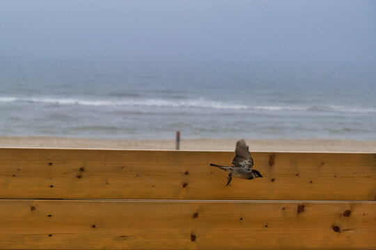 Beach Bird #38