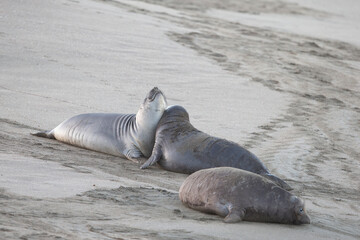 Northern Pacific Elephant Seals on California Coast