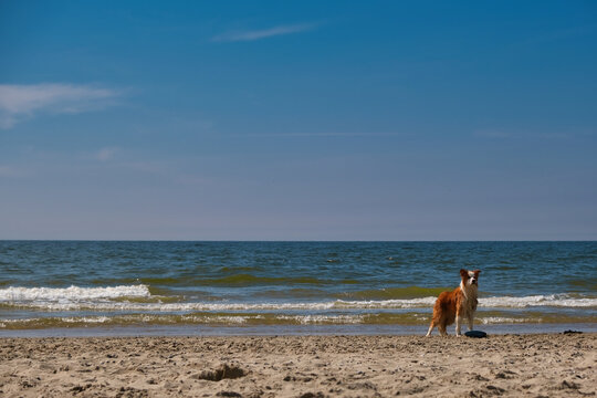 Scotty at the Beach #41
