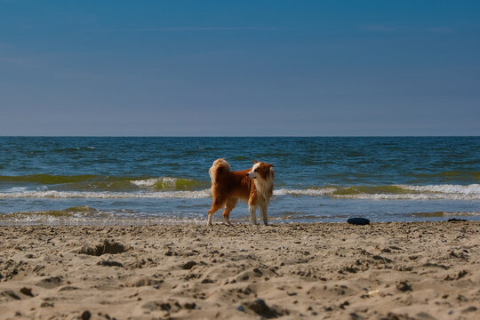 Scotty at the Beach #28