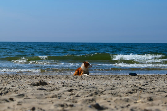 Scotty at the Beach #24