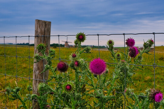 Dutch Impression with Flowers #1