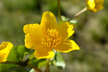 vibrant yellow buttercup flowers in the summer sun