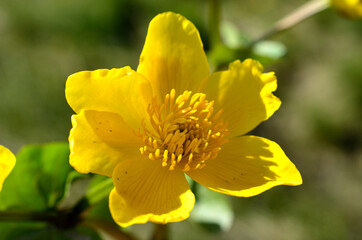 vibrant yellow buttercup flowers in the summer sun