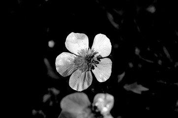 Fototapeta na wymiar buttercup flowers in summer black and white beauty