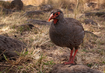 Closeup of Red-necked spurfowl, Masai Mara, Kenya