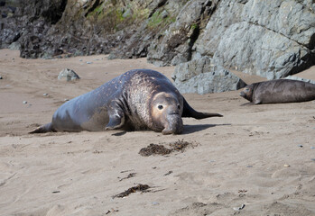 Northern Pacific Elephant Seals on California Coast