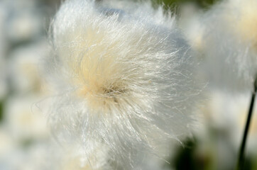 white fluffy cottongrass in summer macro