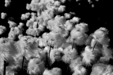 serene cottongrass in summer monochrome