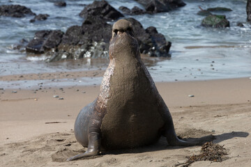 Northern Pacific Elephant Seals on California Coast