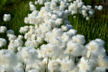 cottongrass field in the summer sun