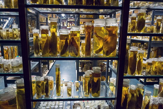 Shelves with various animals preserved in formaldehyde solution