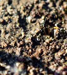 small shiny beetle