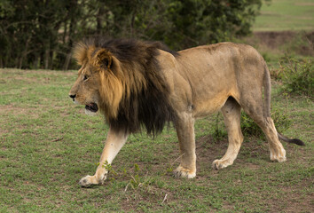 Closeup of a Lion at Masai Mara, Kenya
