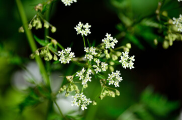 white wild caraway flower in summer nature