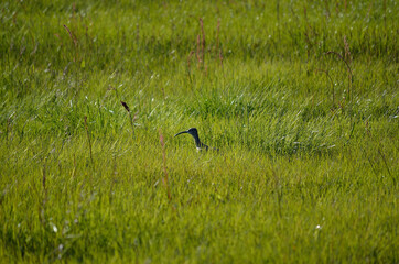 Obraz na płótnie Canvas eurasian curlew in summer field