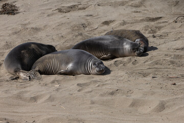 Fototapeta premium Northern Pacific Elephant Seals on California Coast