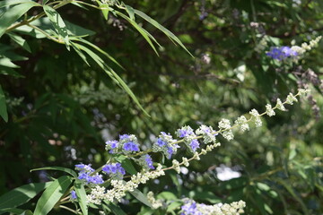 A flowered bush in Occoquan, VA