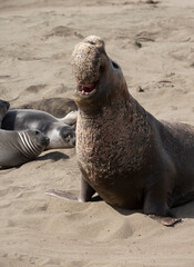 Northern Pacific Elephant Seals on California Coast