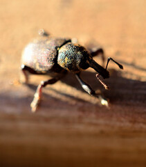 big hard insect in summer sun macro