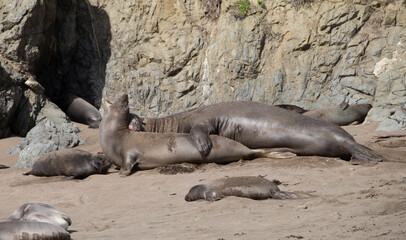 Northern Pacific Elephant Seals on California Coast