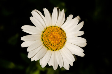 Fototapeta premium white daisy flower
