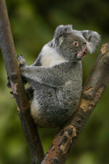 Koala Sitting in Eucalyptus Tree