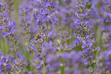 Honey Bee Collecting Pollen From Lavender Flower, Daytime
