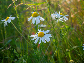 white chamomile flowers stand at the edge of a brown grain field