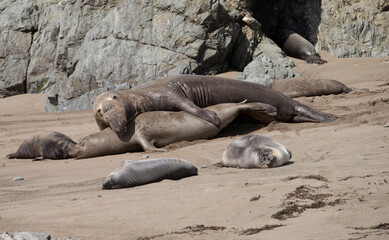 Northern Pacific Elephant Seals on California Coast