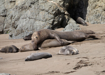 Northern Pacific Elephant Seals on California Coast