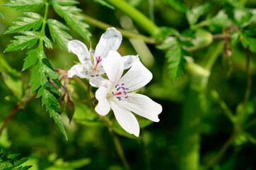 White Wood Cranesbill flower in summer