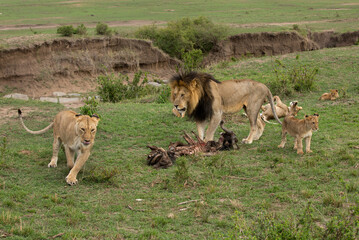 Lion, lioness and cubs near a wildebeest kill at Masai Mara, Kenya