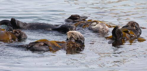 Sea Otters at Morro Bay California