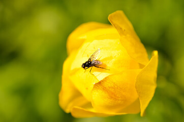 insect on vibrant globe flower in the wild macro