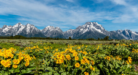 Fototapeta na wymiar Wild Flowers in the Grand Teton National Park, Wyoming.
