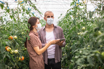Modern technologies in farming. Young scientists working on a tomato greenhouse farm. Compare the...