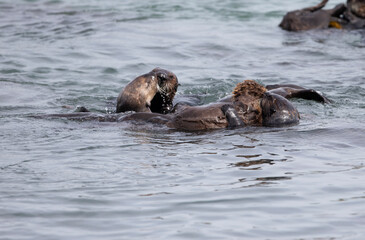 Fototapeta premium Sea Otters at Morro Bay California