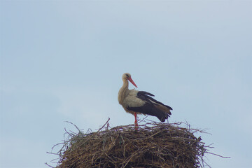White stork, Ciconia ciconia, a large bird in the stork family, Ciconiidae, stands in the nest, against the sky, nature