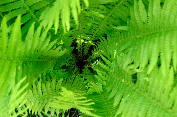 deep green fern plant spiral in summer