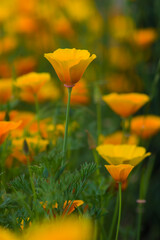 Eschscholzia californica, the California poppy, golden poppy, California sunlight, cup of gold, flowering plant Papaveraceae, field covered with orange flowers, plant, beauty, nature