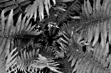 beautiful monochrome fern plant in the summer forest