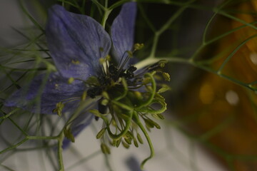 Beautiful flower of blue nigella sativa on a table against the background of a jar of black cumin oil