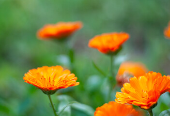 calendula flowers on the nature green background