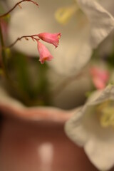 A small pink heuchera flower against the background of large white flowers of the carpathian bell in a pink vase