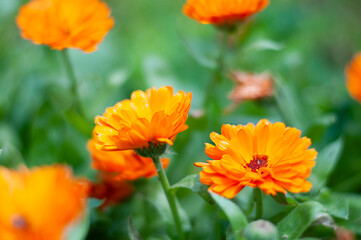 calendula flowers on the nature green background