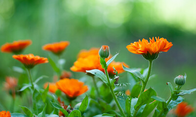 calendula flowers on the nature green background