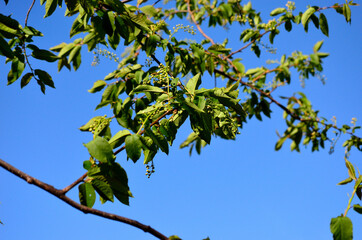 Fototapeta premium green tree with small berries on blue summer sky background