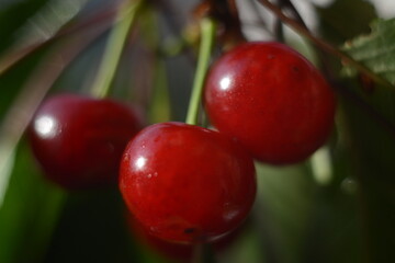 Three fruits of ripe red sweet cherry close-up